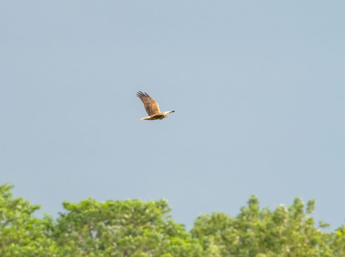 Пегий лунь - ML644516570