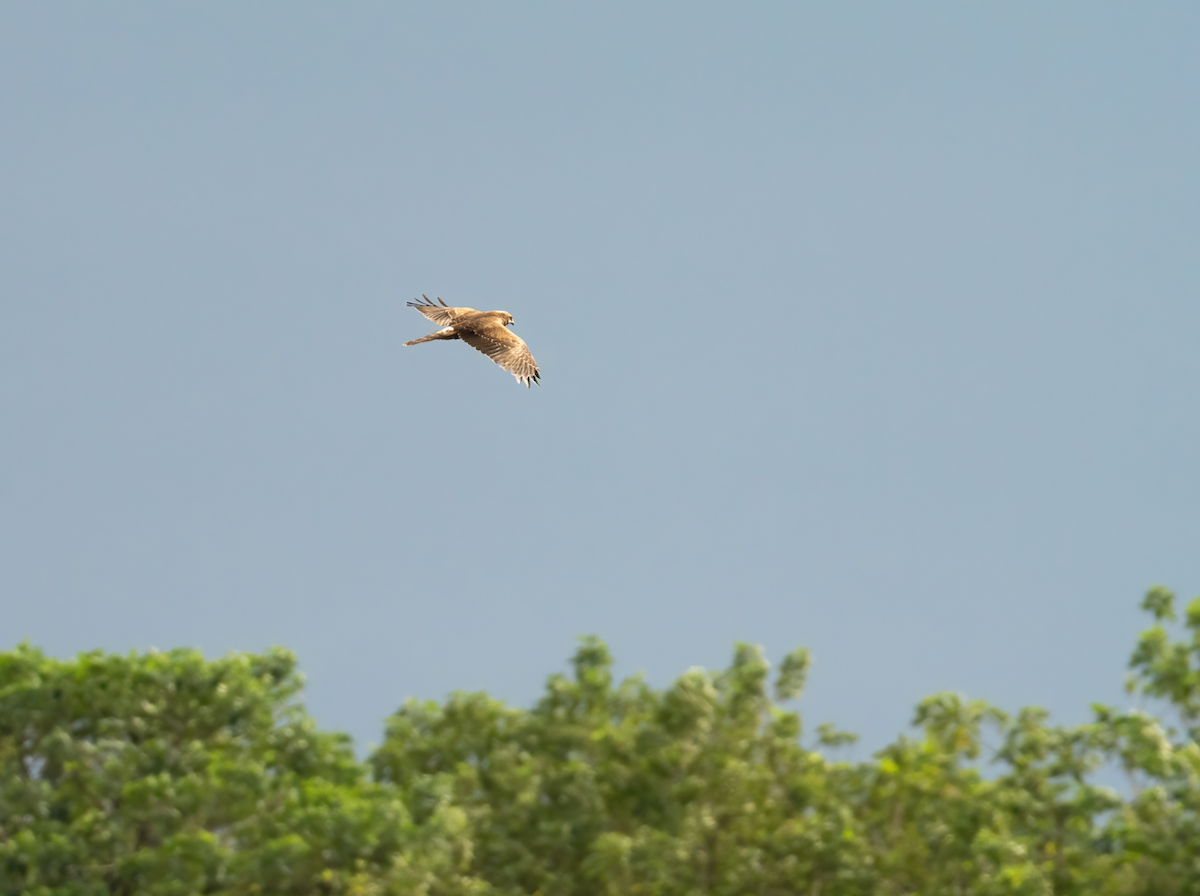 Пегий лунь - ML644516571