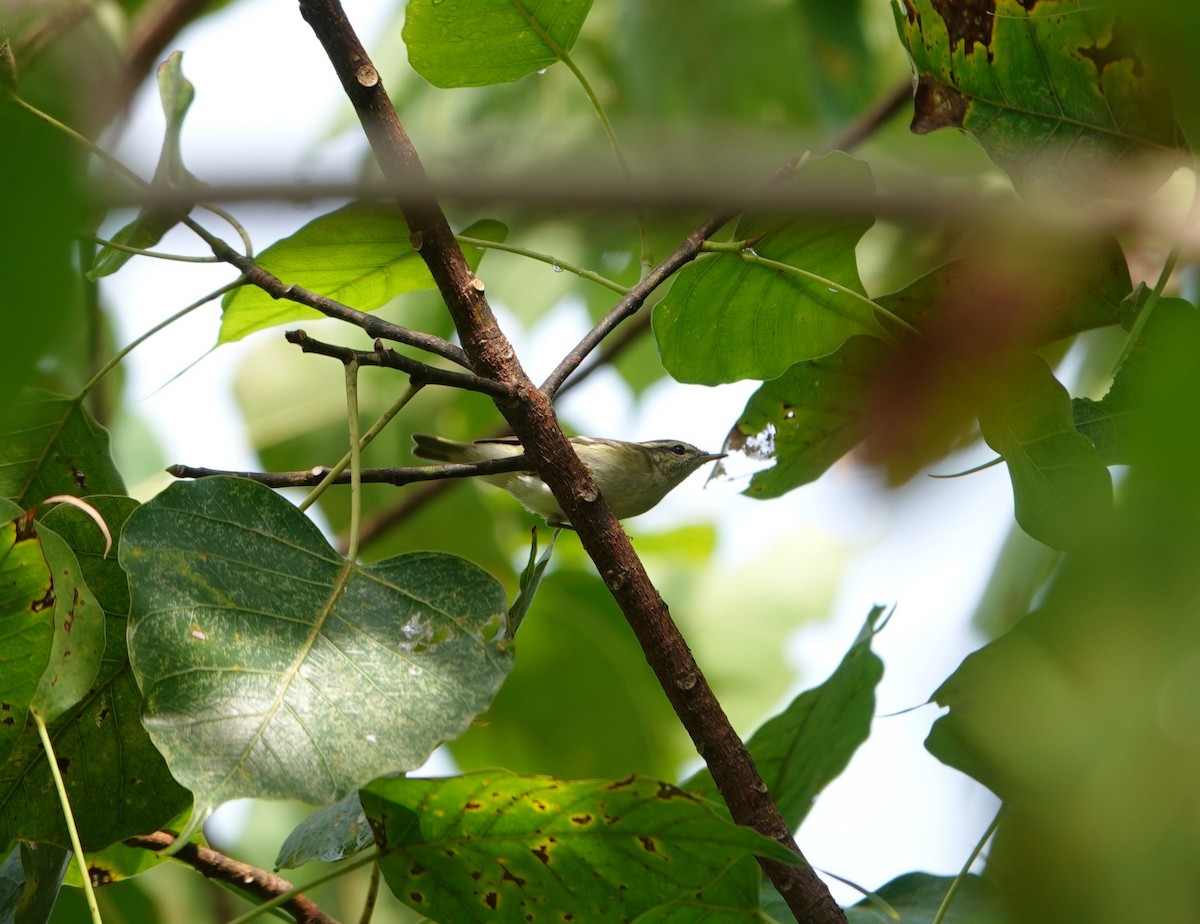 Пеночка-зарничка - ML644516573