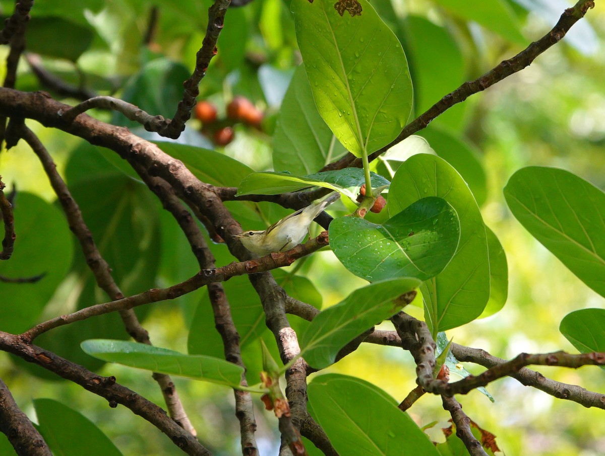 Пеночка-зарничка - ML644516574