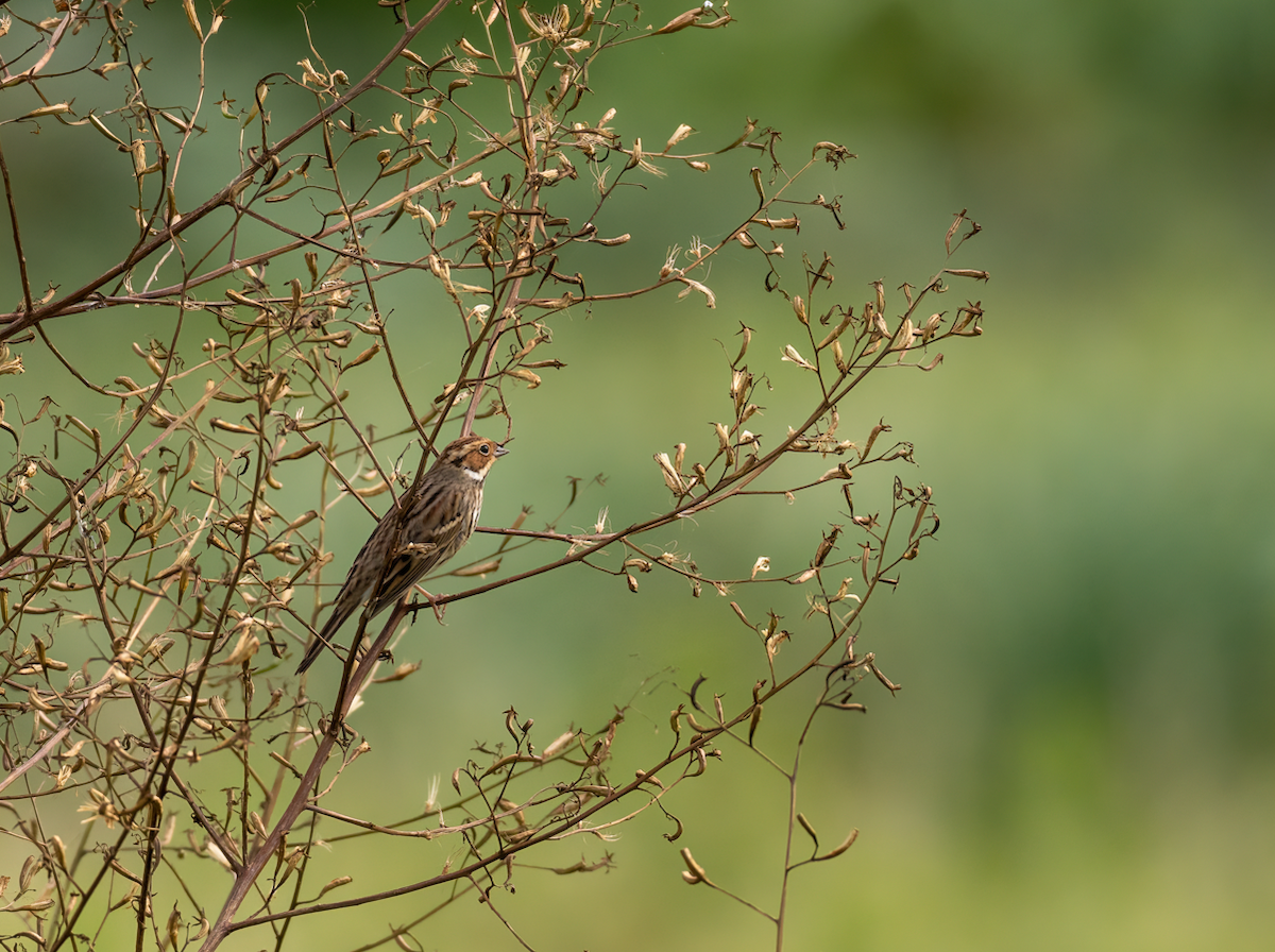 Овсянка-крошка - ML644516575