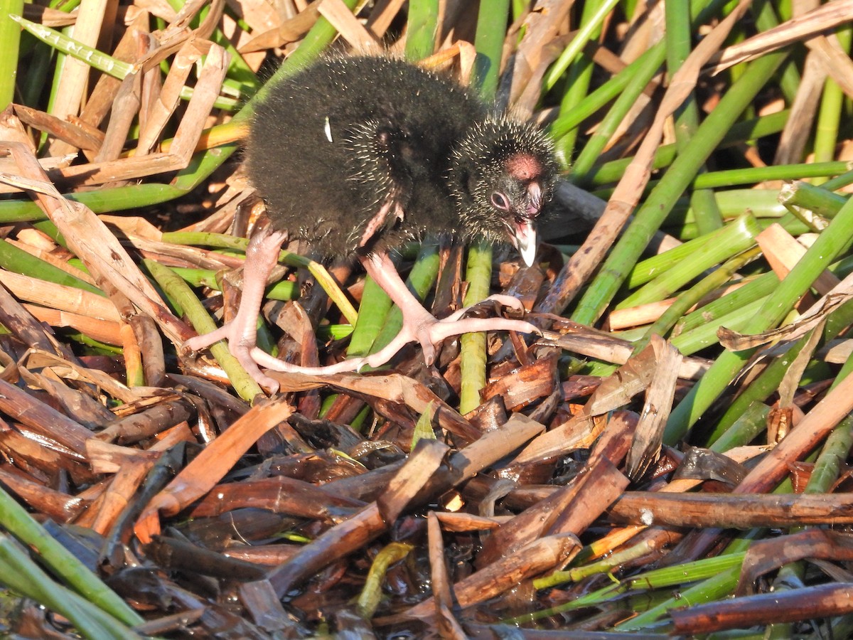 Австралийская султанка - ML644516577