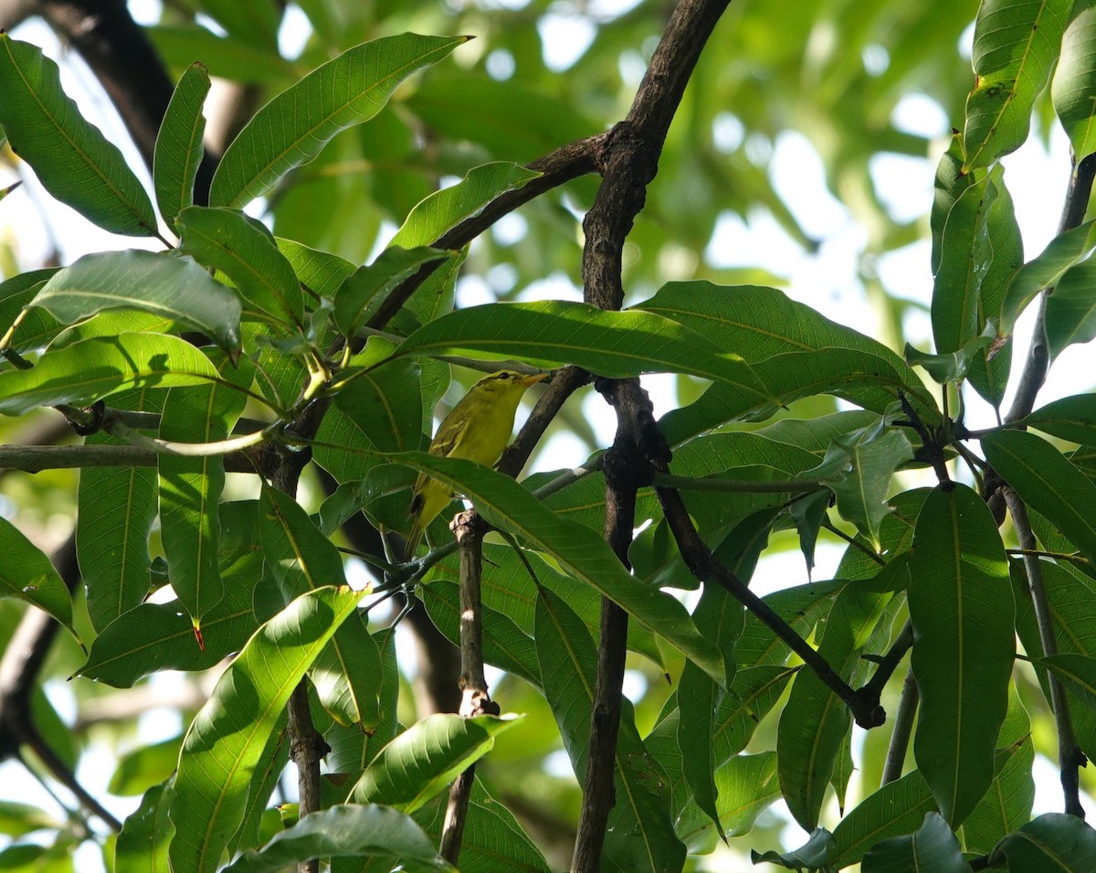 Sulphur-breasted Warbler - ML644516579