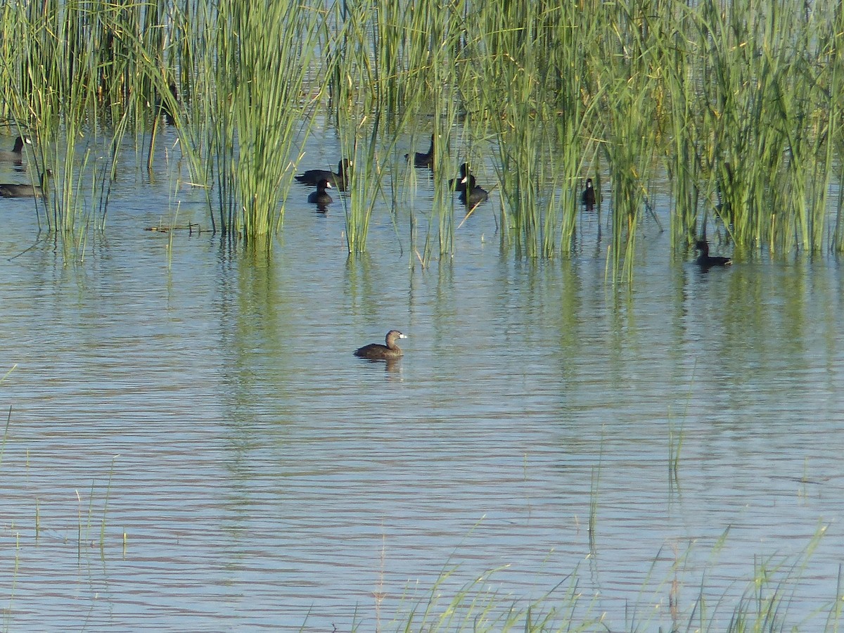 Пестроклювая поганка - ML644516580