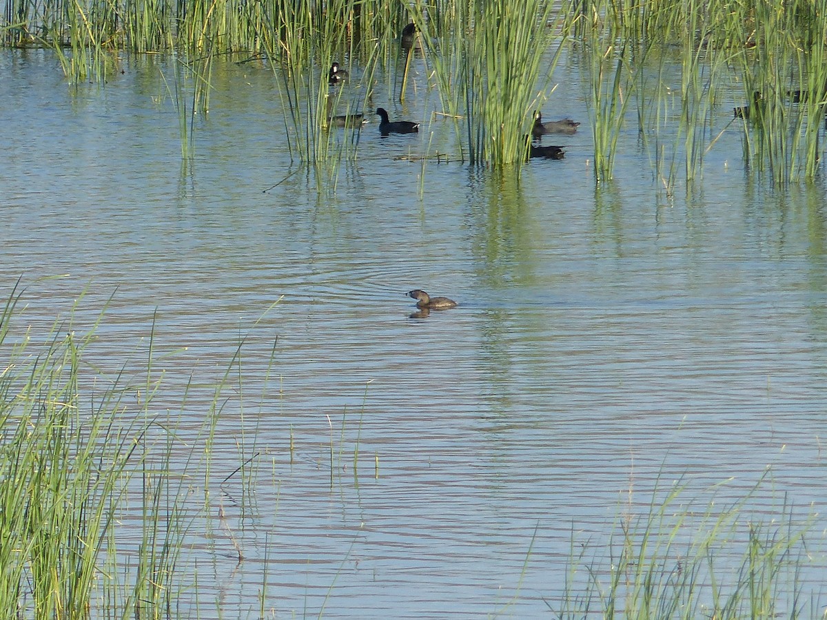 Пестроклювая поганка - ML644516581