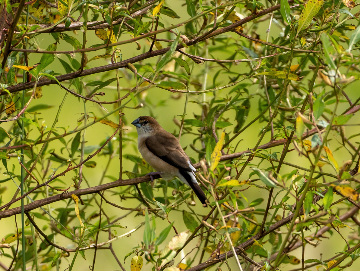 Indian Silverbill - ML644516584