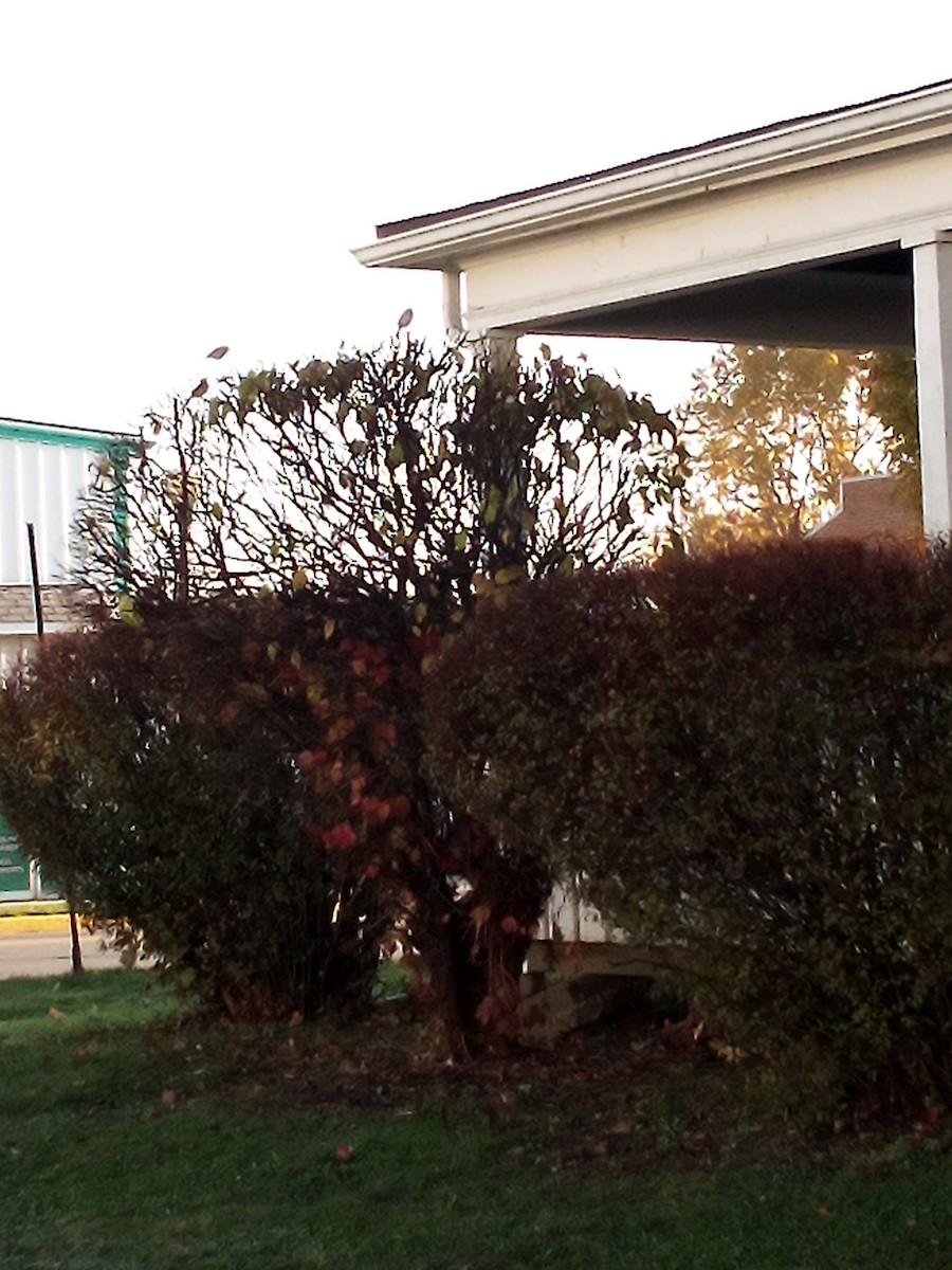 Домовый воробей - ML644516585