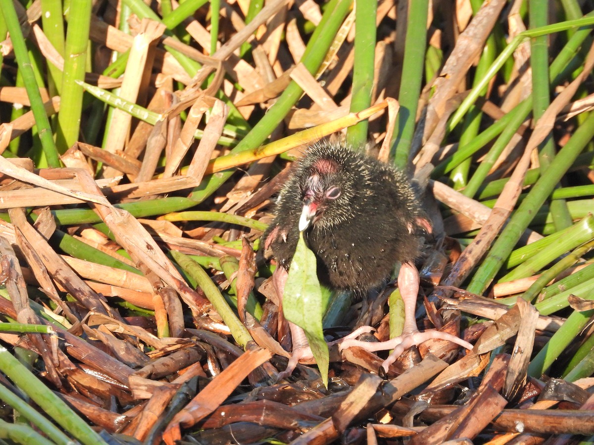 Султанка австралійська - ML644516587