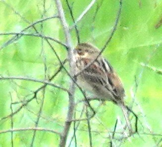 rødkinnspurv - ML644516588