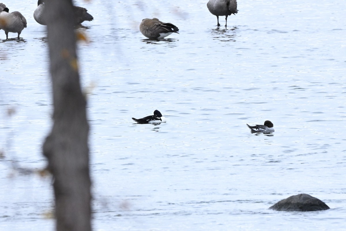 Barrow's Goldeneye - ML644516589