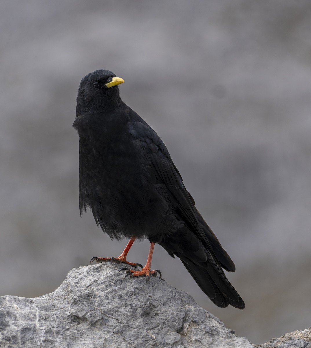 キバシガラス - ML644516590