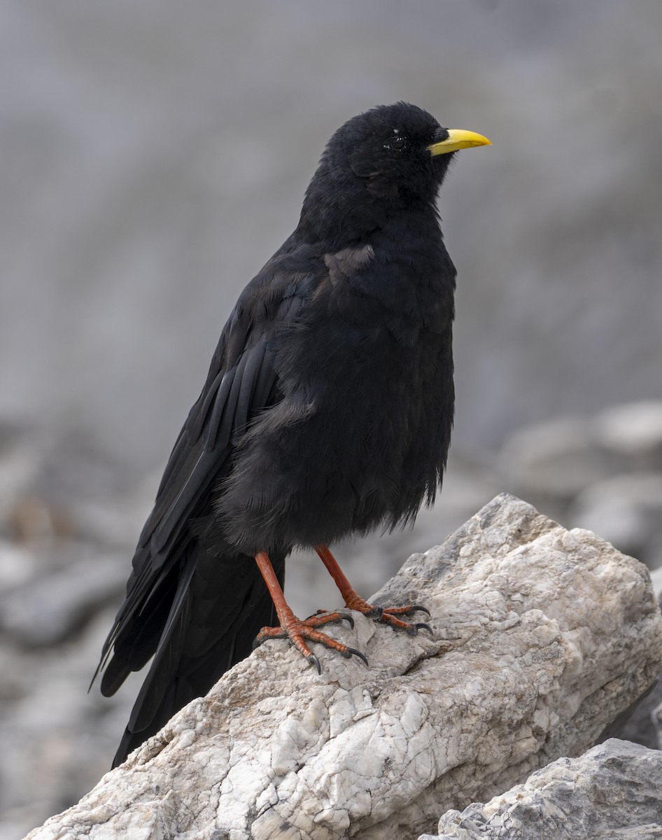 キバシガラス - ML644516591