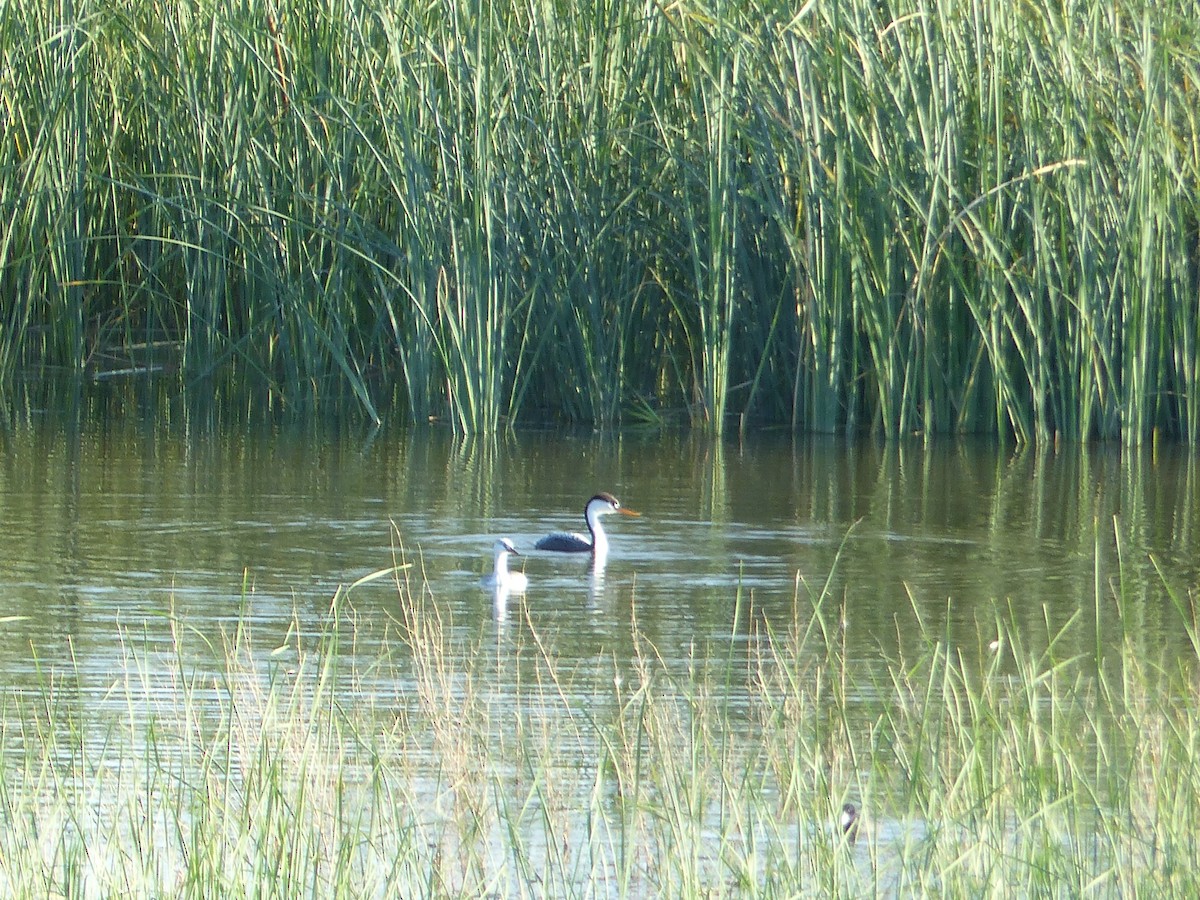 Clark's Grebe - ML644516592