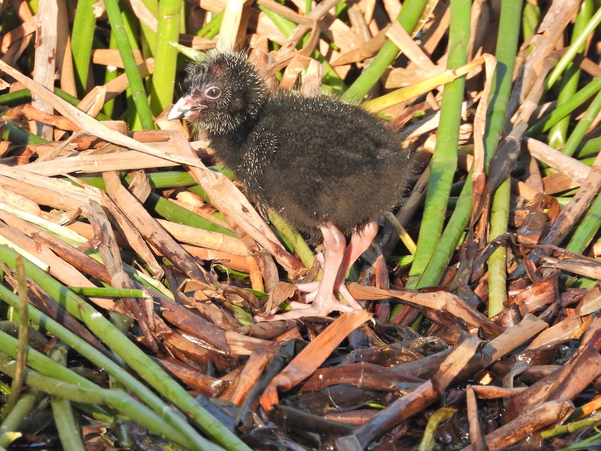 Султанка австралійська - ML644516604