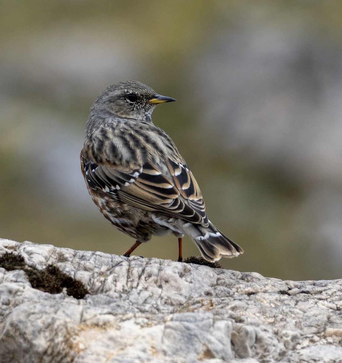 Sordone - ML644516606