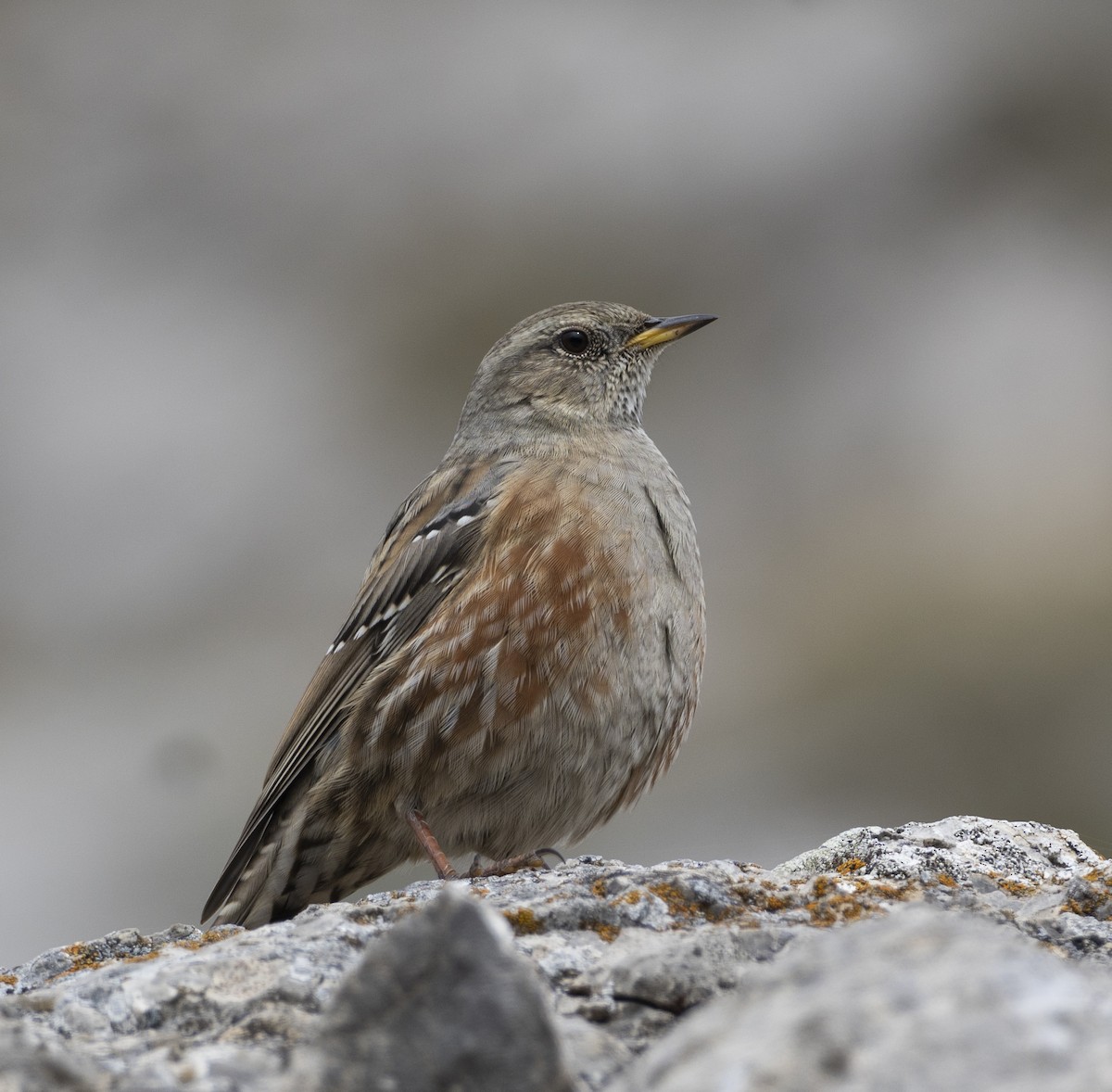 Sordone - ML644516607