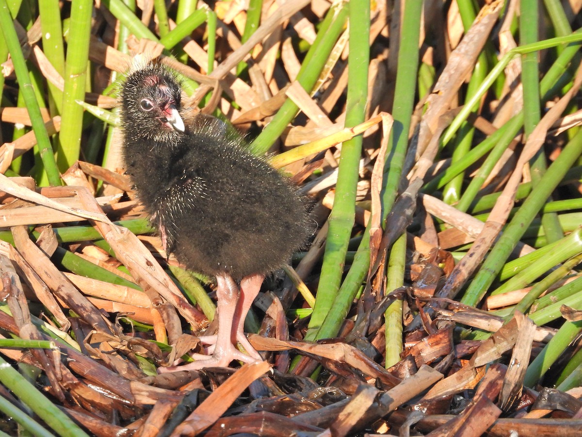Султанка австралійська - ML644516612