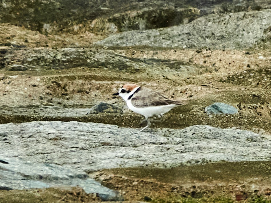 arkipello - ML644516619