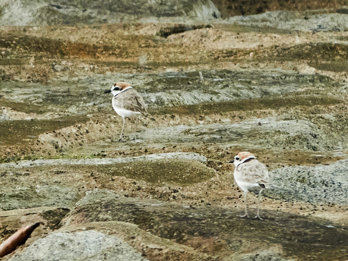 arkipello - ML644516620