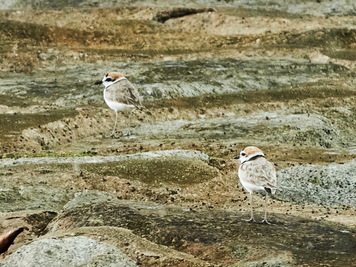 arkipello - ML644516621