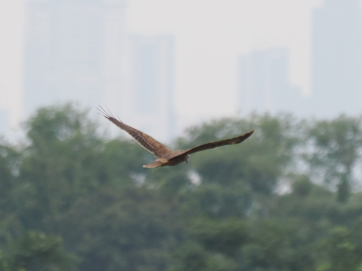 Eastern Marsh Harrier - ML644516631