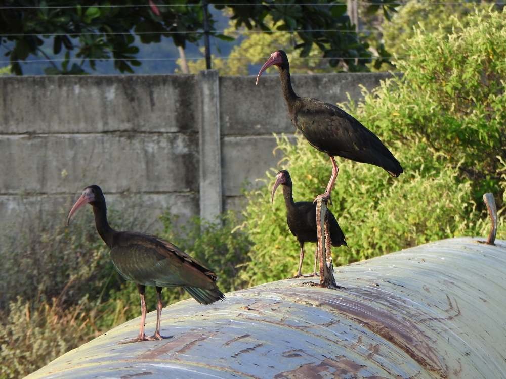 Bare-faced Ibis - ML644516632