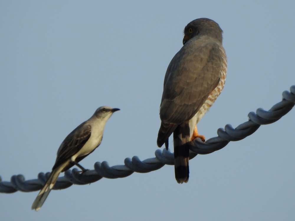 Tropical Mockingbird - ML644516651