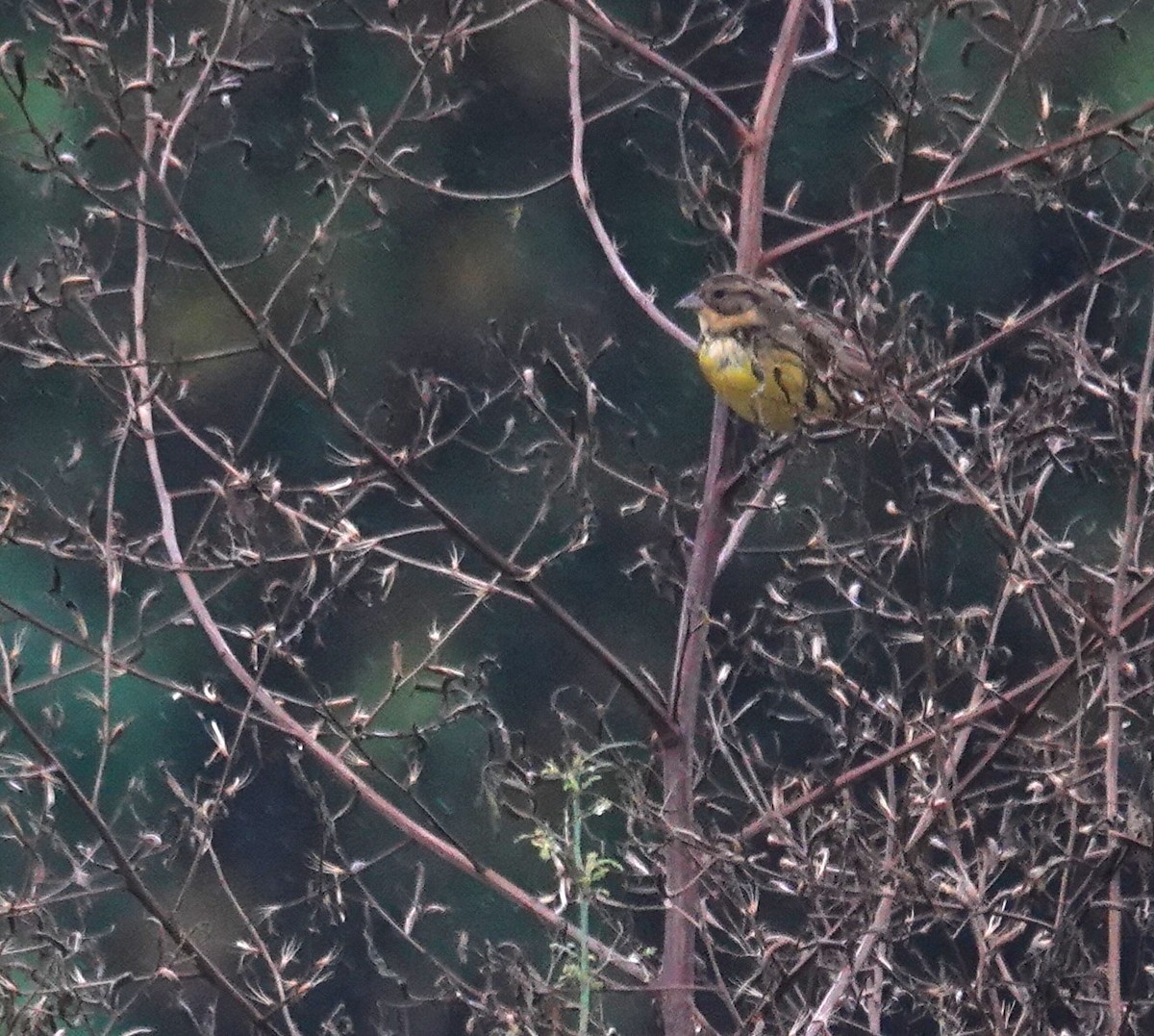 シマアオジ - ML644516657