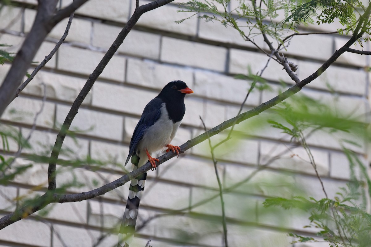 サンジャク - ML644516663