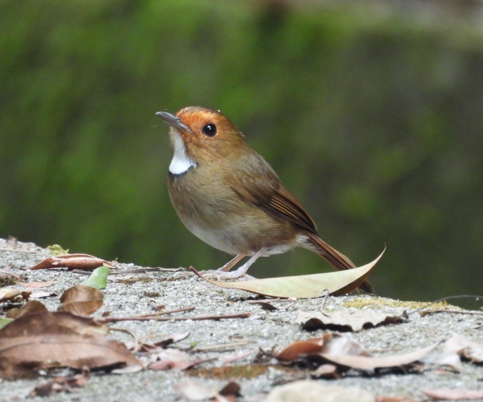 Gobemouche à face rousse - ML644516677