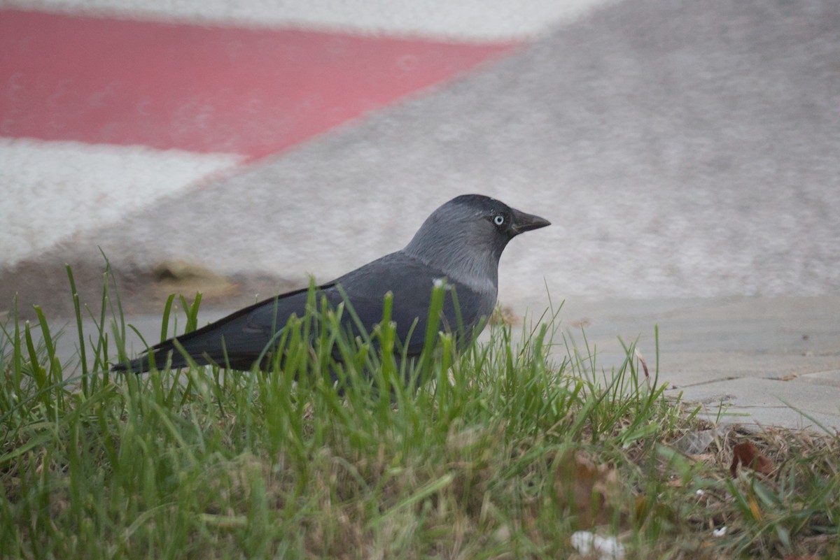 ニシコクマルガラス - ML644516683