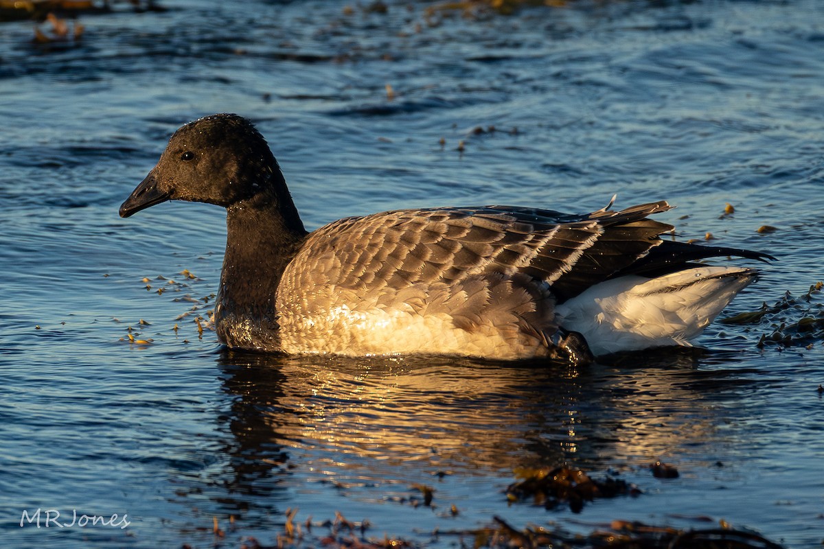 Brant - ML644516687