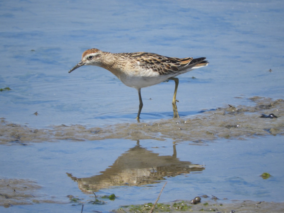 Сүүл элсэг - ML644516700