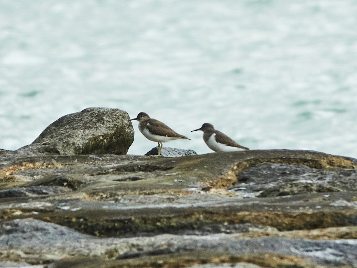 イソシギ - ML644516706