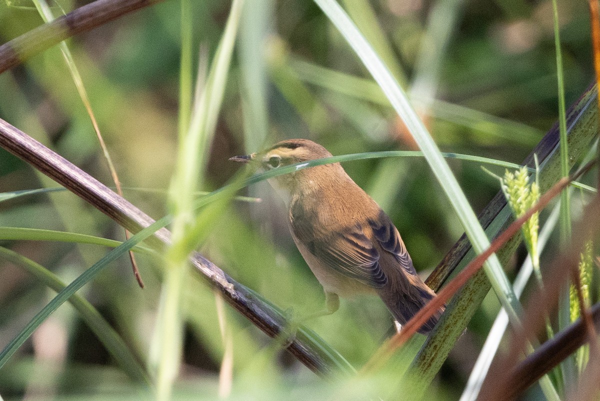 Хар хөмсөгт охил бялзуухай - ML644516713