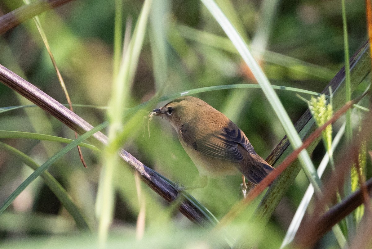 Хар хөмсөгт охил бялзуухай - ML644516714