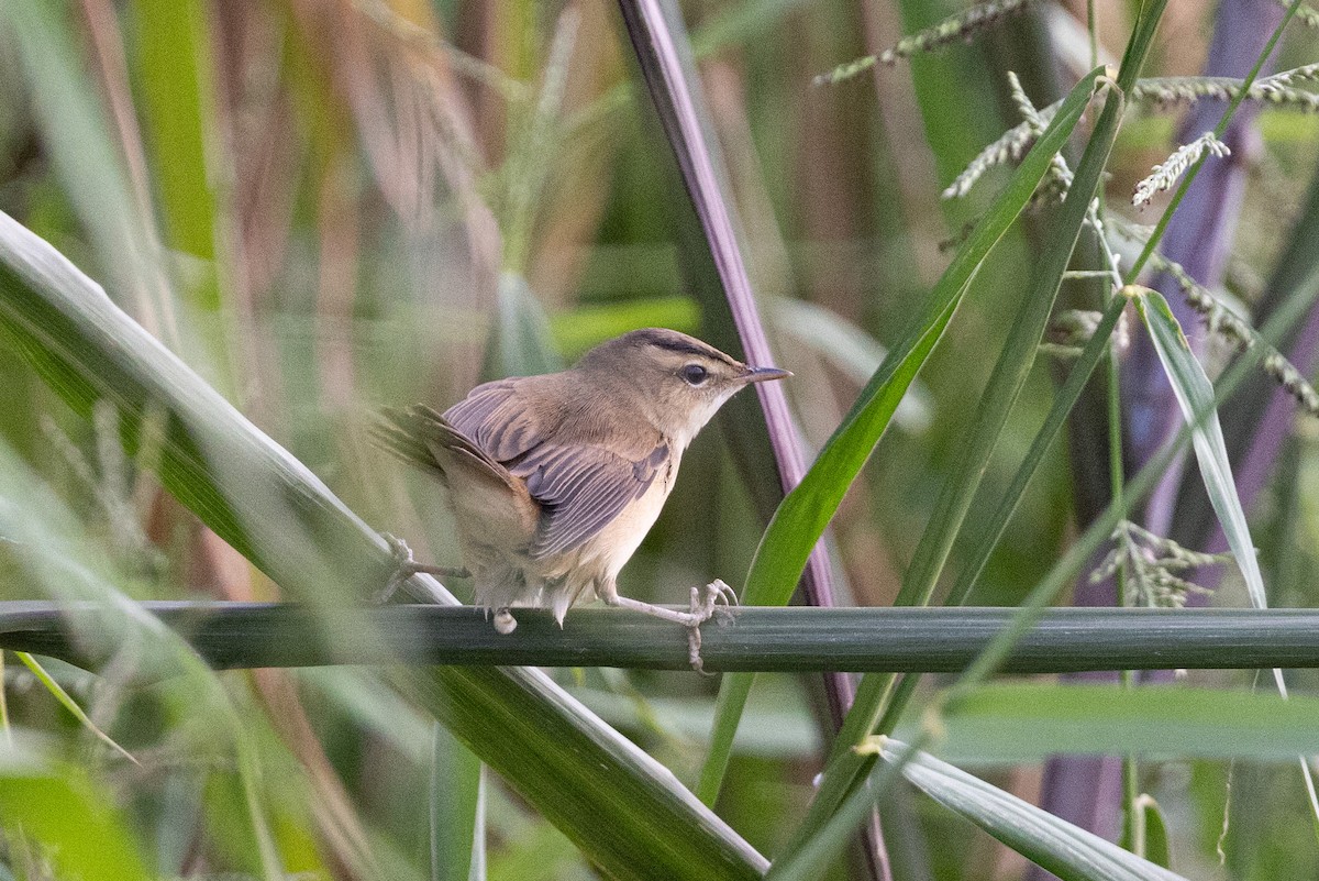 Хар хөмсөгт охил бялзуухай - ML644516716