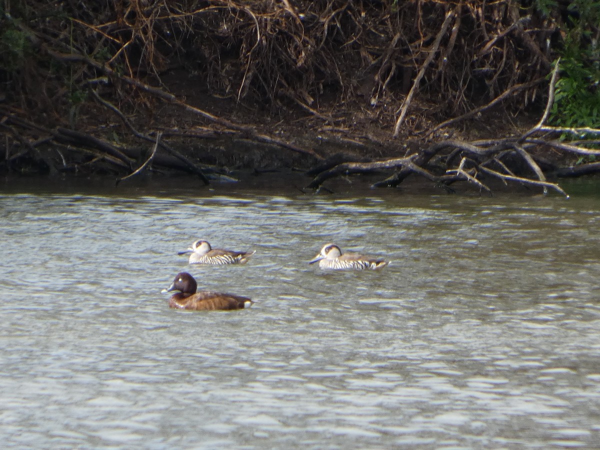 Zebra Ördeği - ML644516722