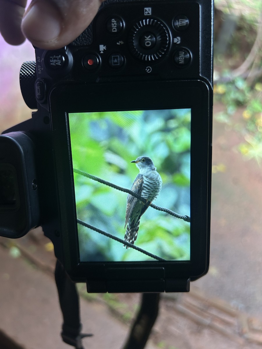 Хурган хөхөө - ML644516723