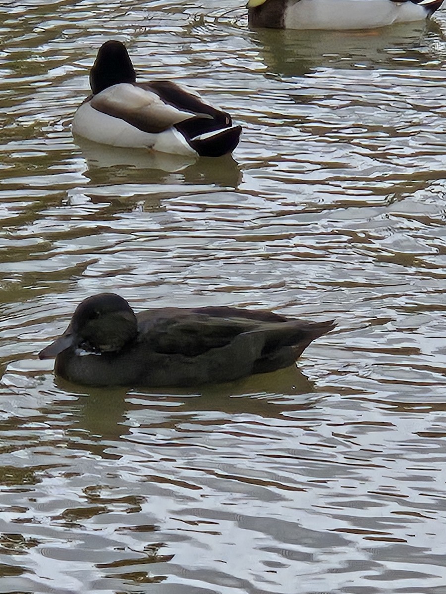 duck sp. - ML644516728