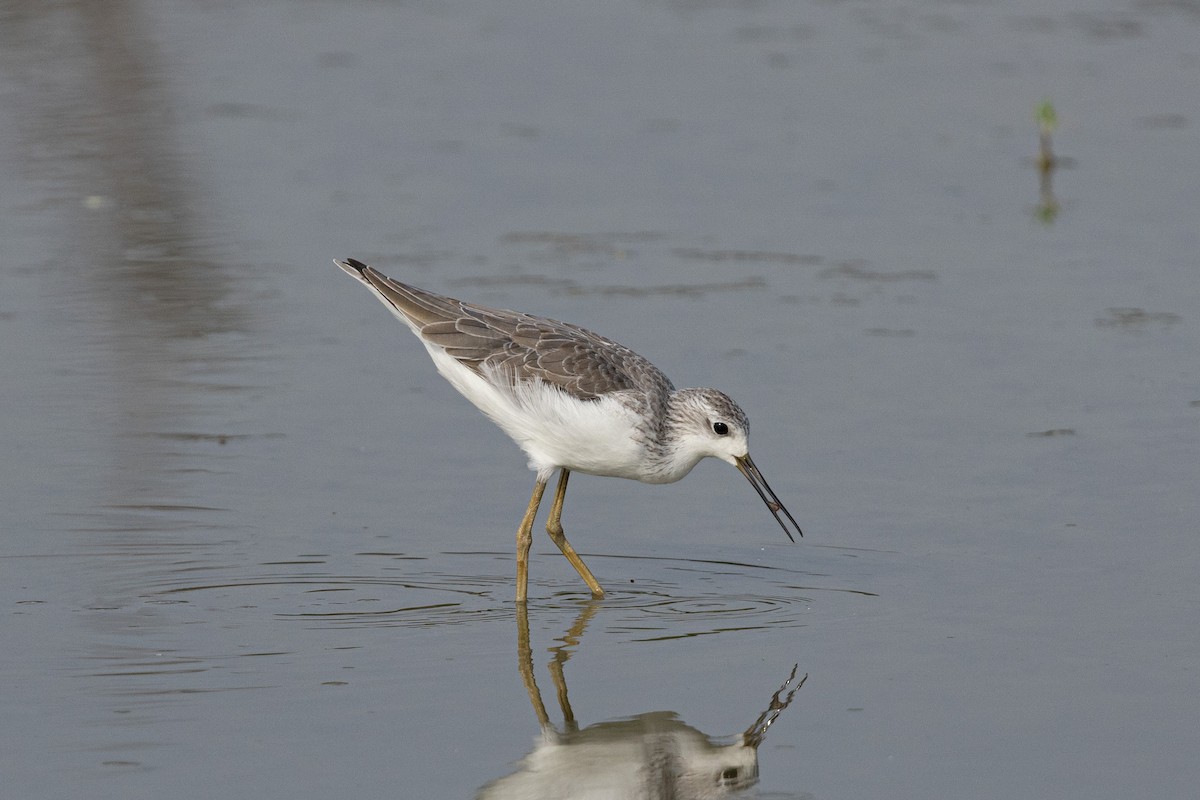 Бүрдний хөгчүү - ML644516729