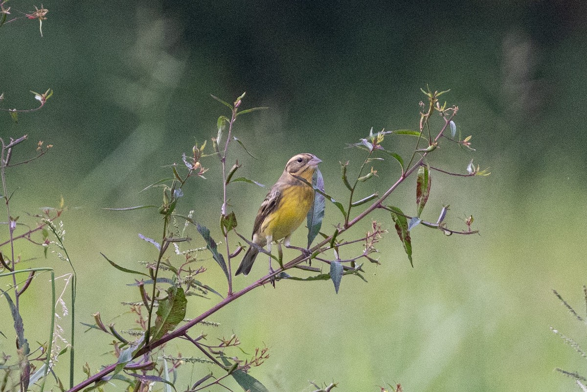 シマアオジ - ML644516735