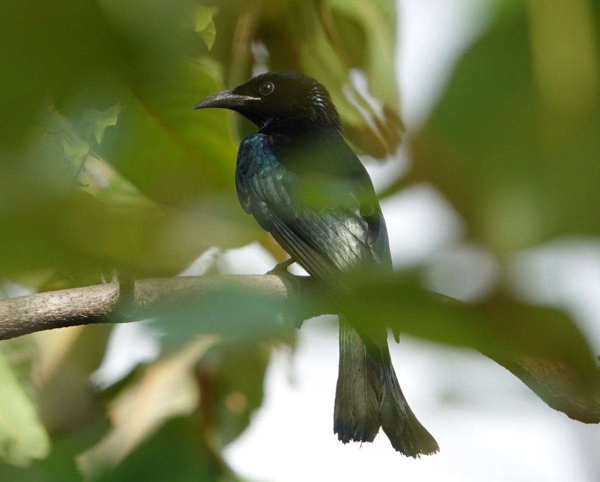 Hair-crested Drongo - ML644516737
