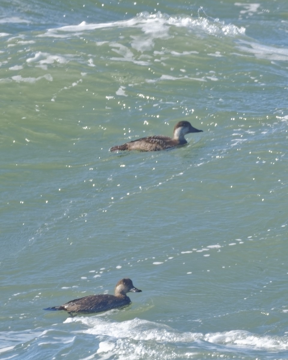 Black Scoter - ML644516738