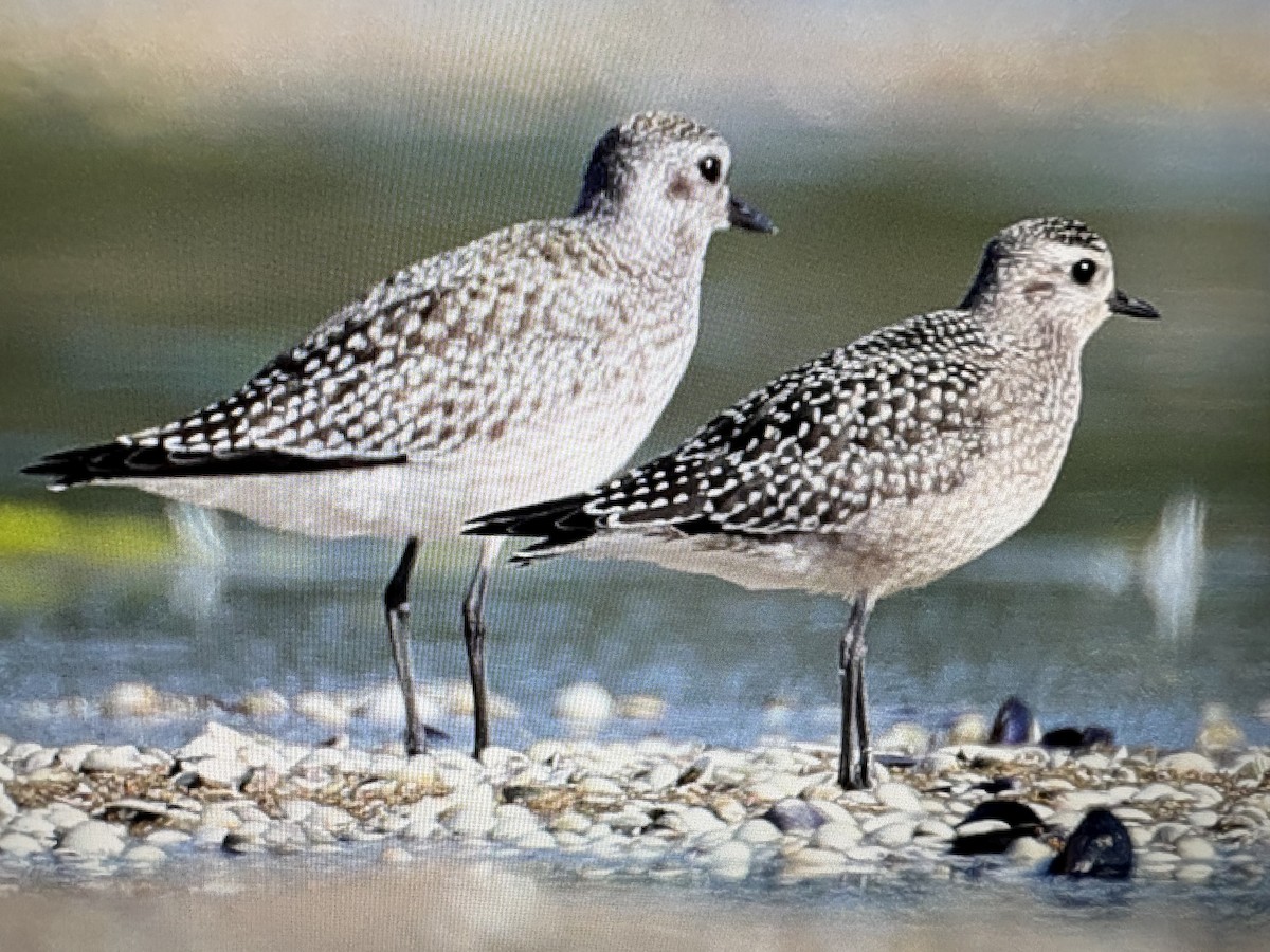 American Golden-Plover - ML644516744