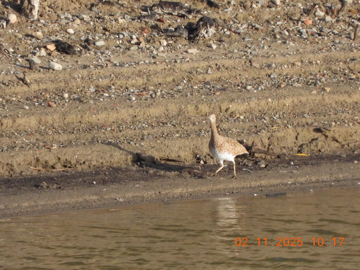 Basoilo txikia - ML644516745