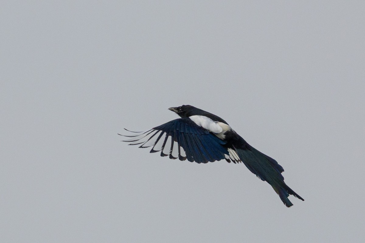 Дорнын шаазгай - ML644516746