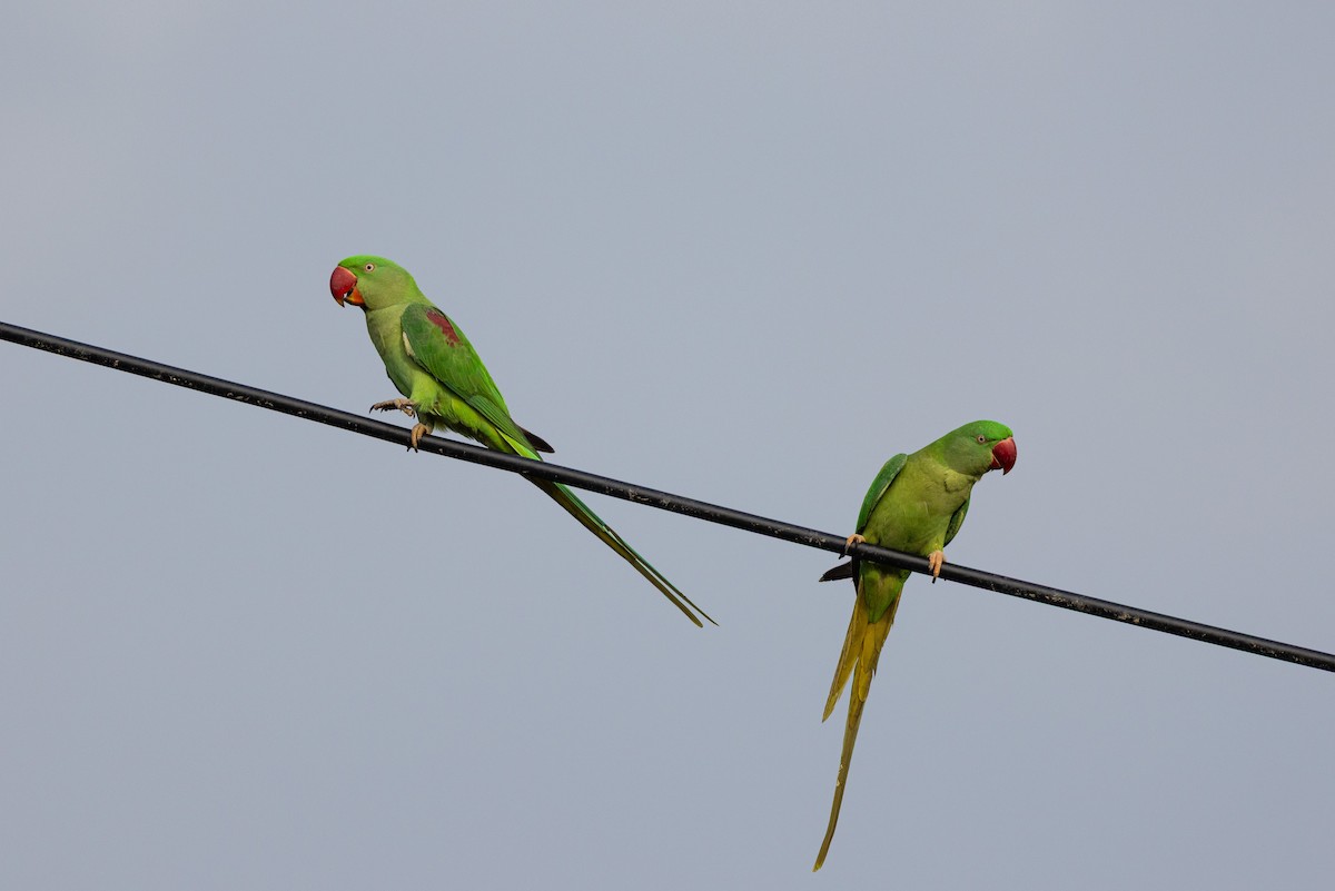 Alexandrine Parakeet - ML644516747