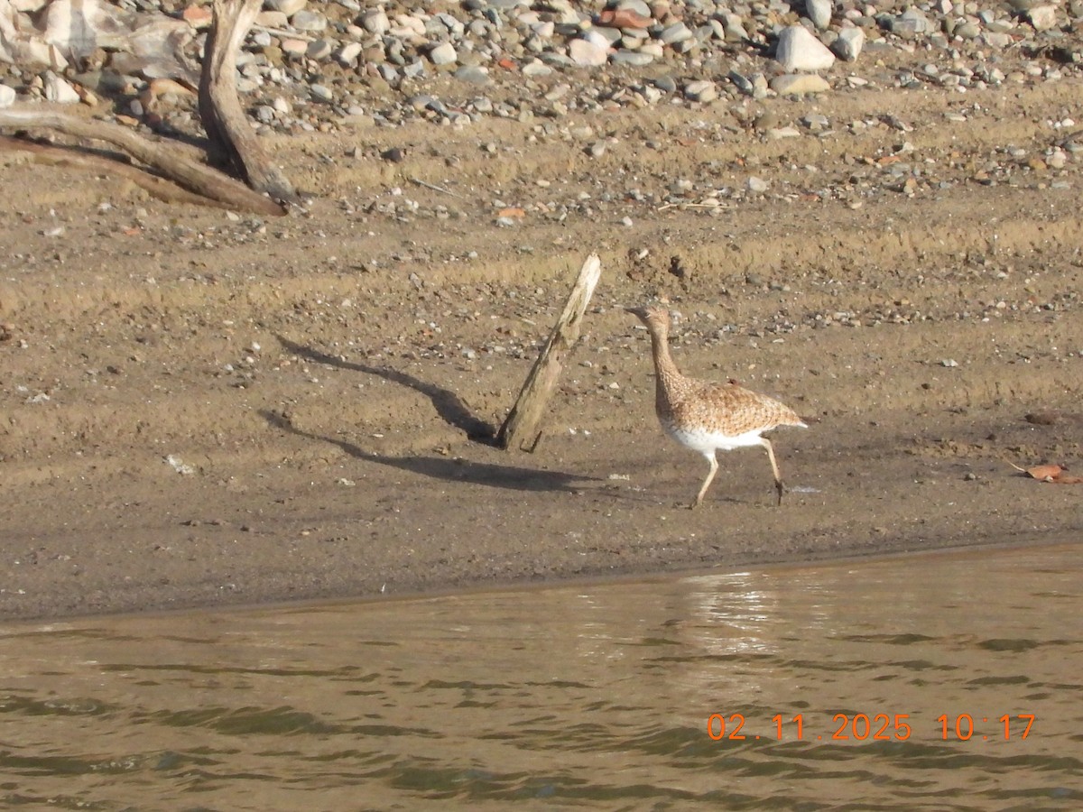 Basoilo txikia - ML644516748