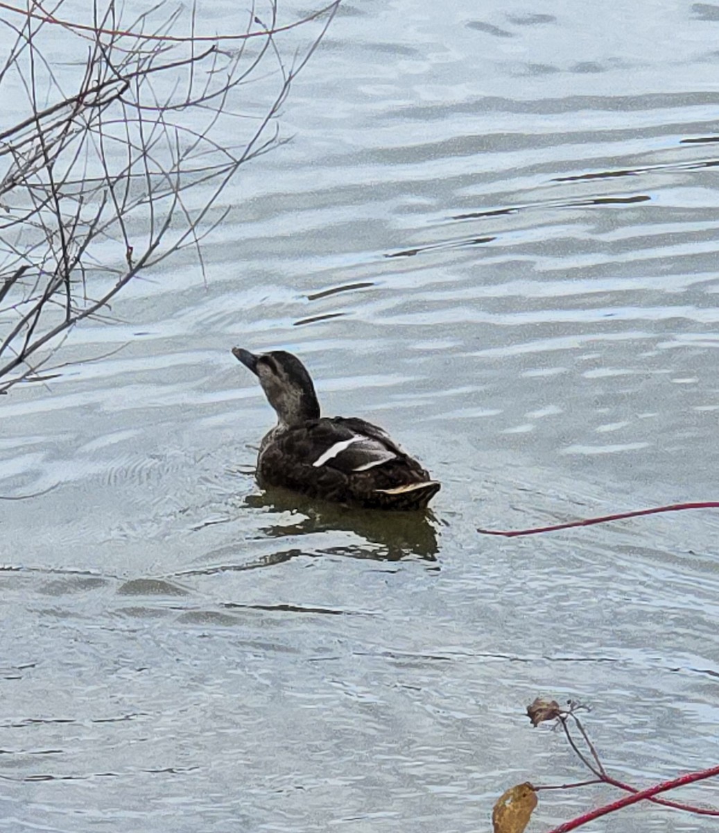 duck sp. - ML644516750